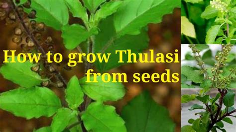 How to Pronounce Thulasi .